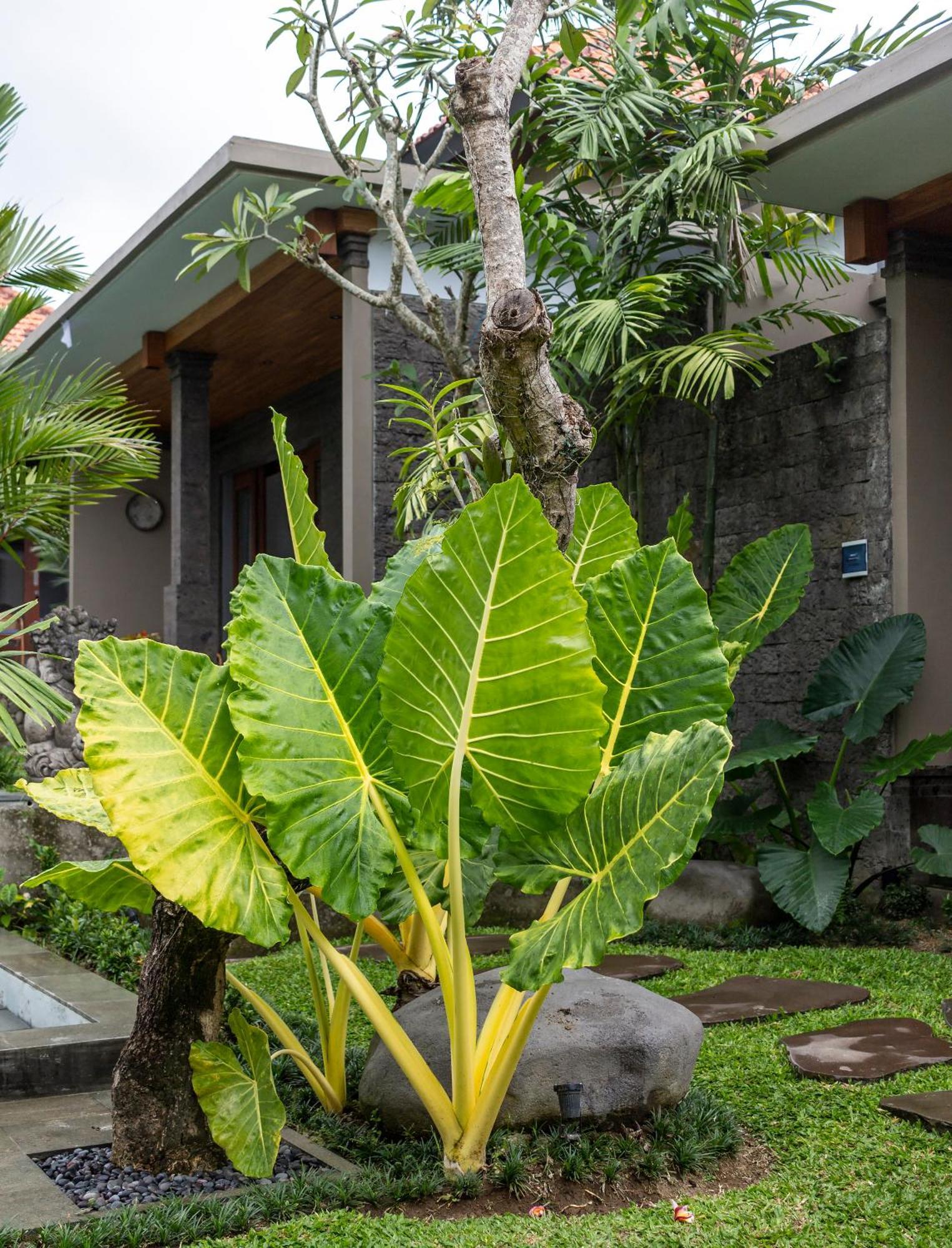Royal Cottage Private Villa Ubud Kültér fotó